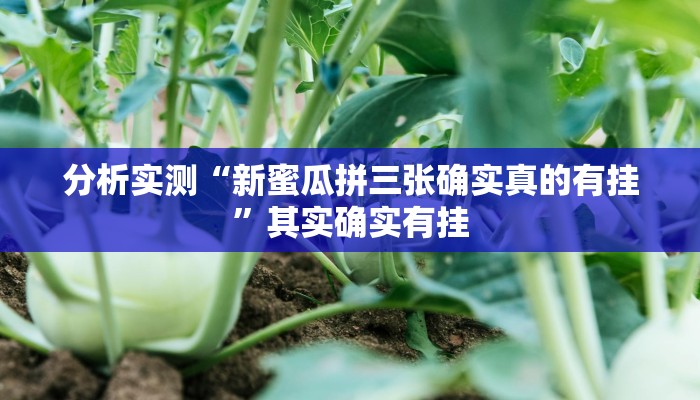 分析实测“新蜜瓜拼三张确实真的有挂”其实确实有挂